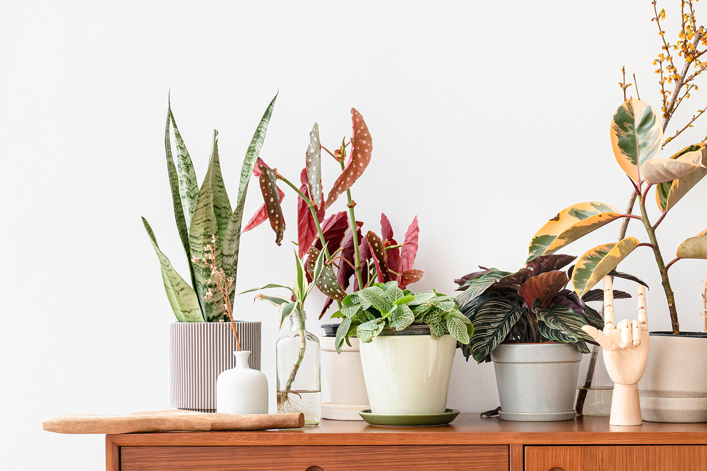 10 planten voor weinig licht